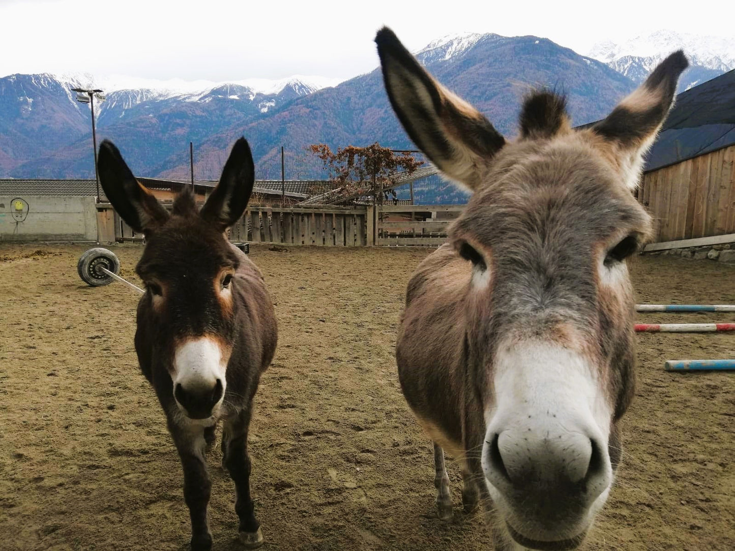 ELKI Familienzeit mit Pferd und Esel auf dem Korngütlhof