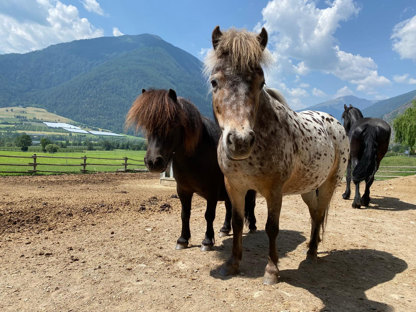 Osterabenteuer bei den Ponys, 6-8 Jährige