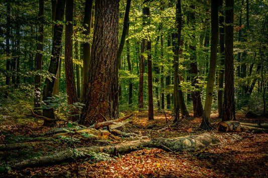 Waldzeit für die Seele