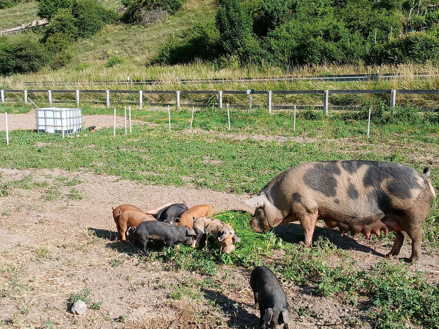 Das ELKI zu Besuch bei den Ferkeln in Laatsch