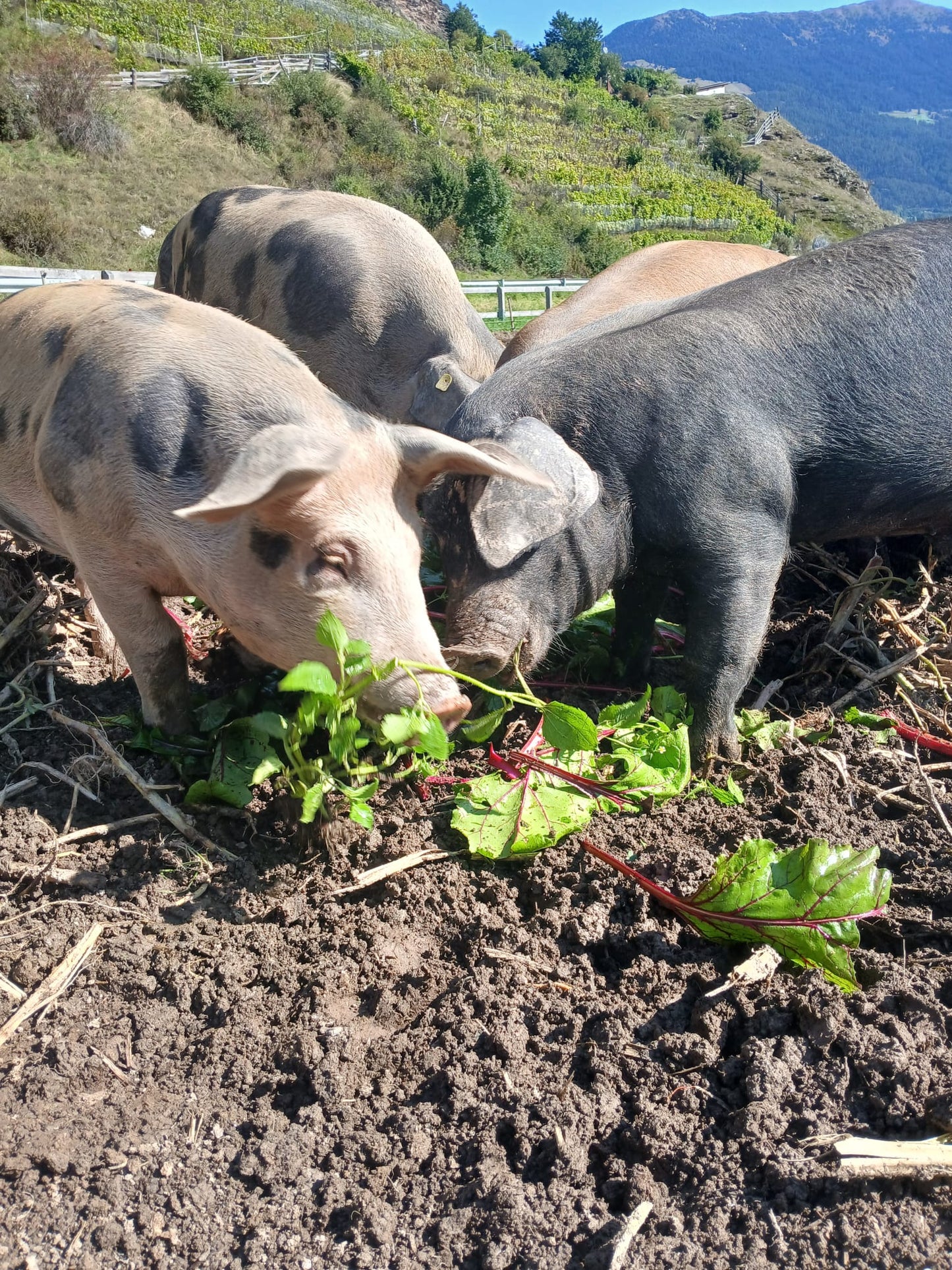 Das ELKI zu Besuch bei den Ferkeln in Laatsch