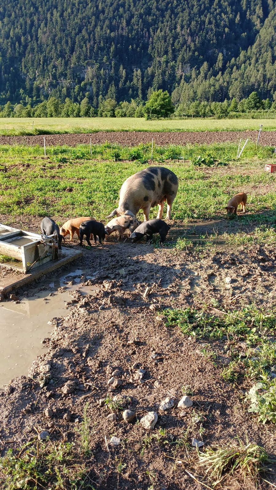 Das ELKI zu Besuch bei den Ferkeln in Laatsch