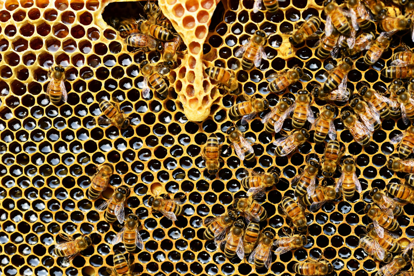 Das ELKI zu Besuch bei den Bienen in Taufers